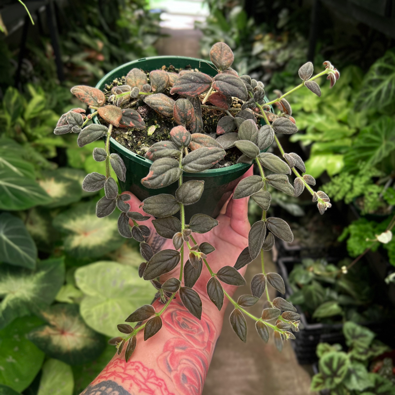 Columnea Gloriosa Variegata | Growing Grounds Australia