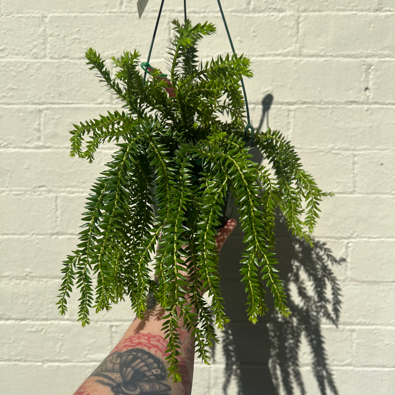 Tassel Fern Huperzia Buthan Buthan 180mm | Growing Grounds Australia