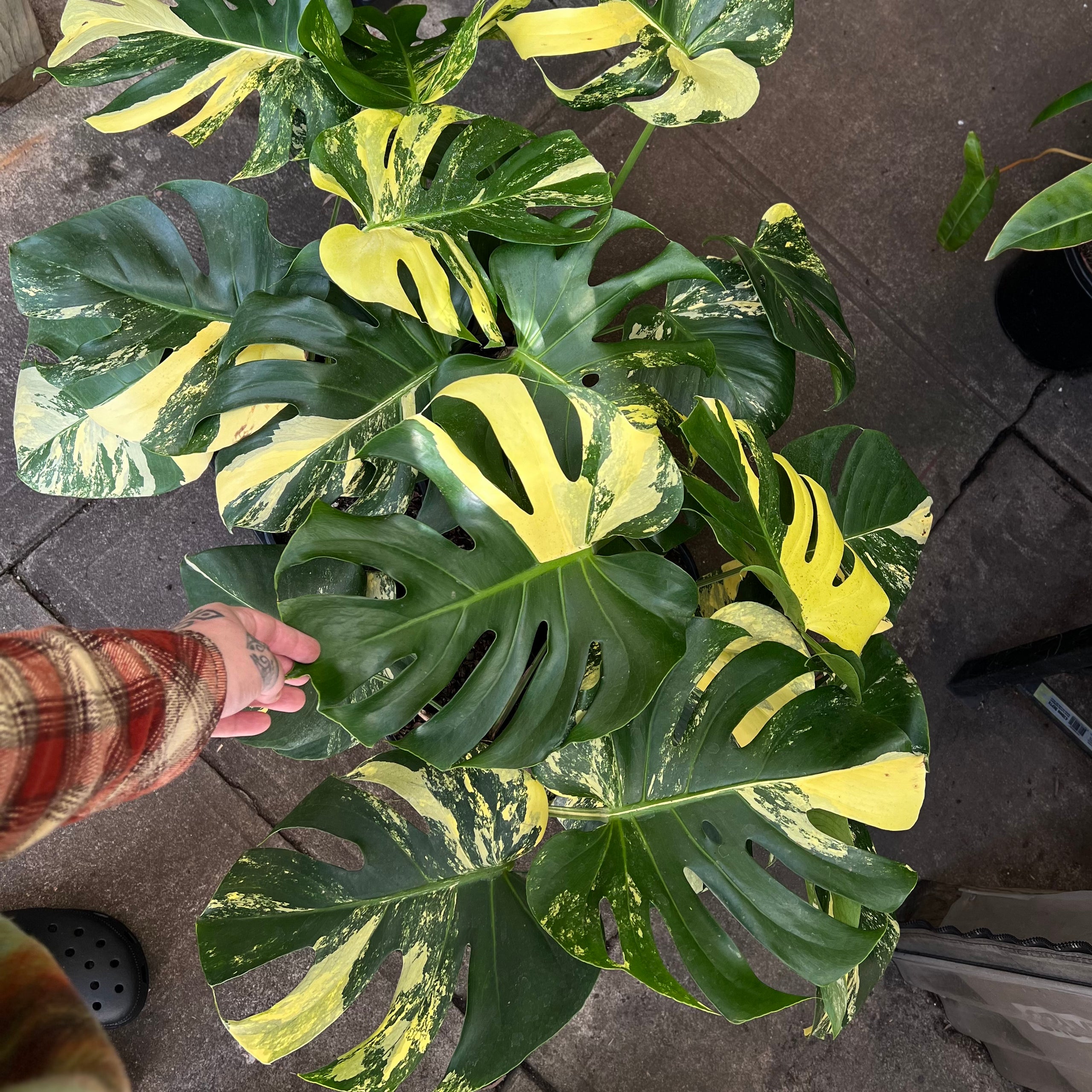 yellow-monstera-thai-constellation-growing-grounds-australia